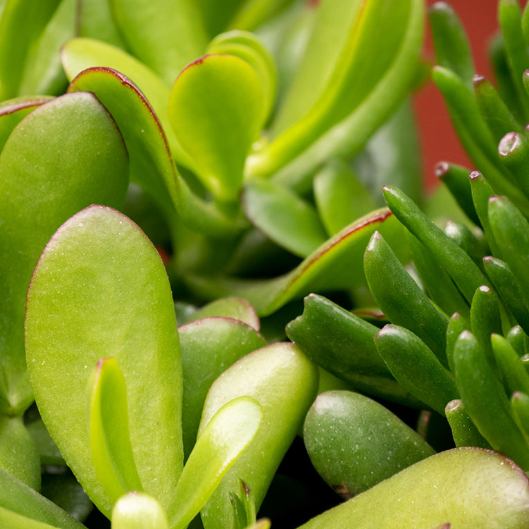 Crassula voor een zonnige plek kopen