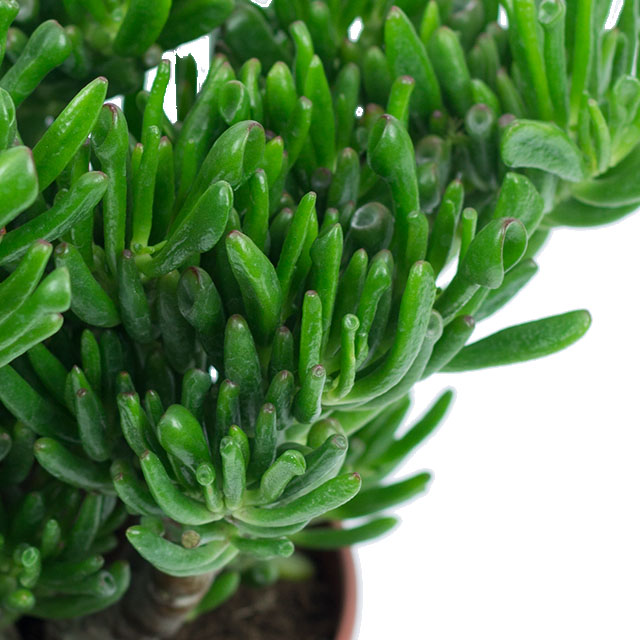 Crassula Horntree