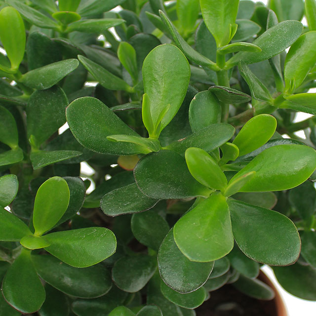 Crassula Ovata