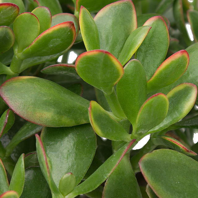 Crassula Sunset