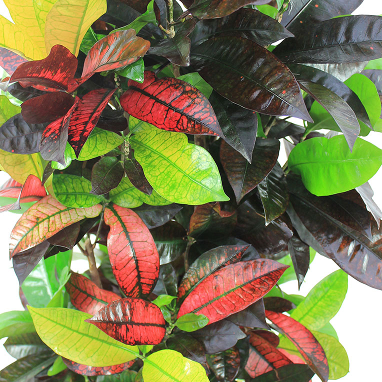 Croton Codiaem