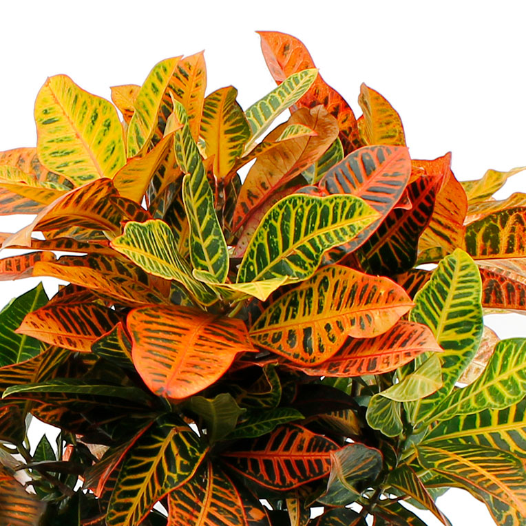 Croton hydrocultuur kopen
