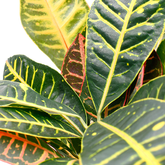 Croton petra kopen