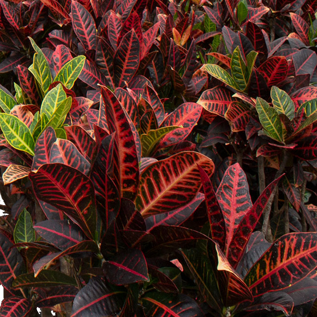 Croton Codiaem