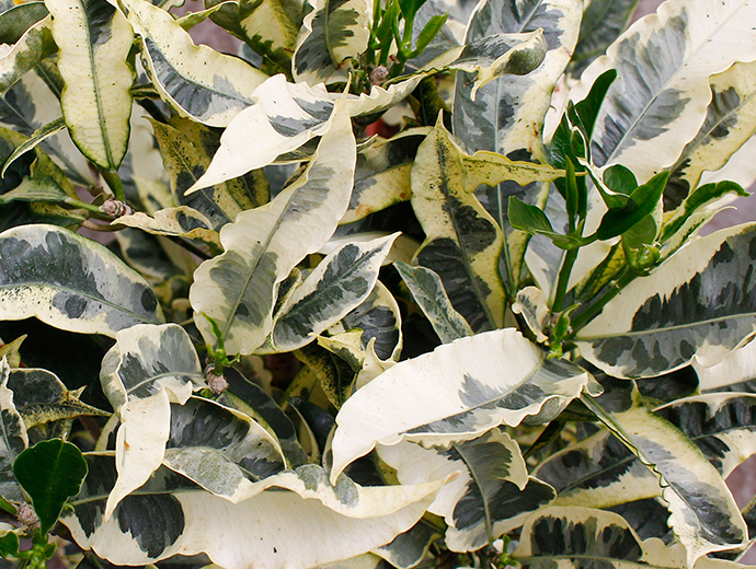 Croton Tamara Croton Tamara