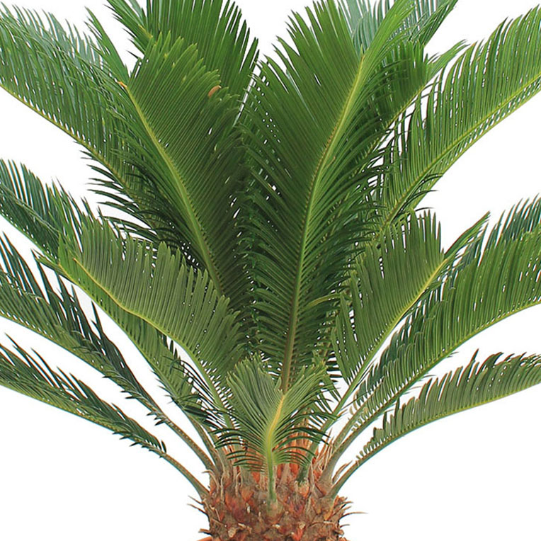 Cycas grond langer droog kopen Cycas grond langer droog kopen