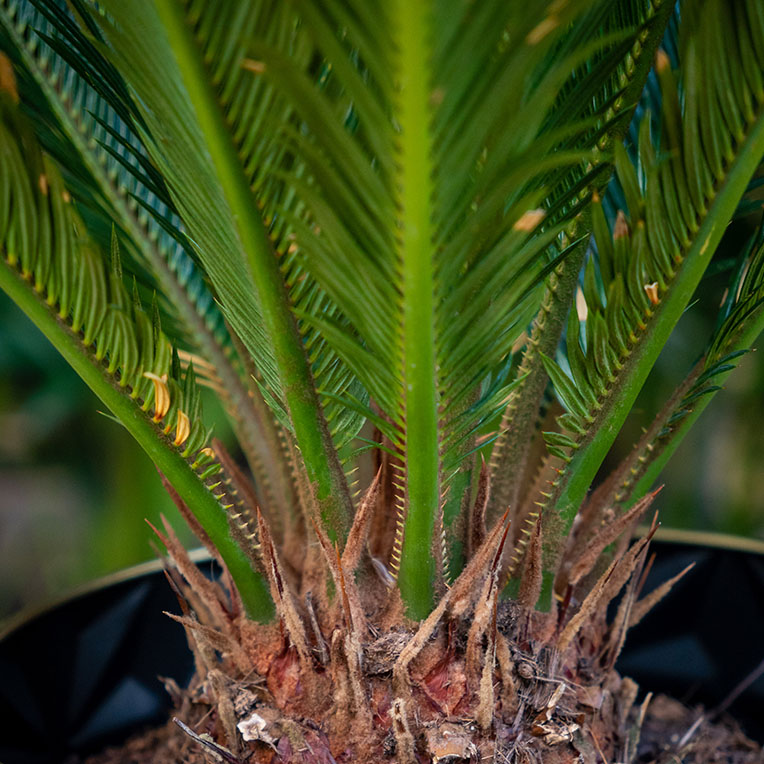 Cycas grond langer droog kopen