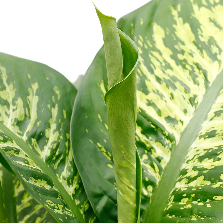 Dieffenbachia Camilla