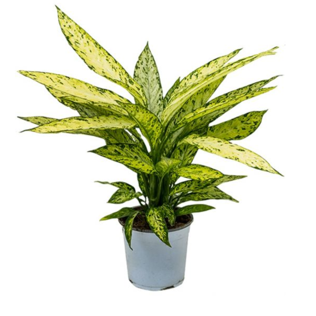 Dieffenbachia Vesuvius