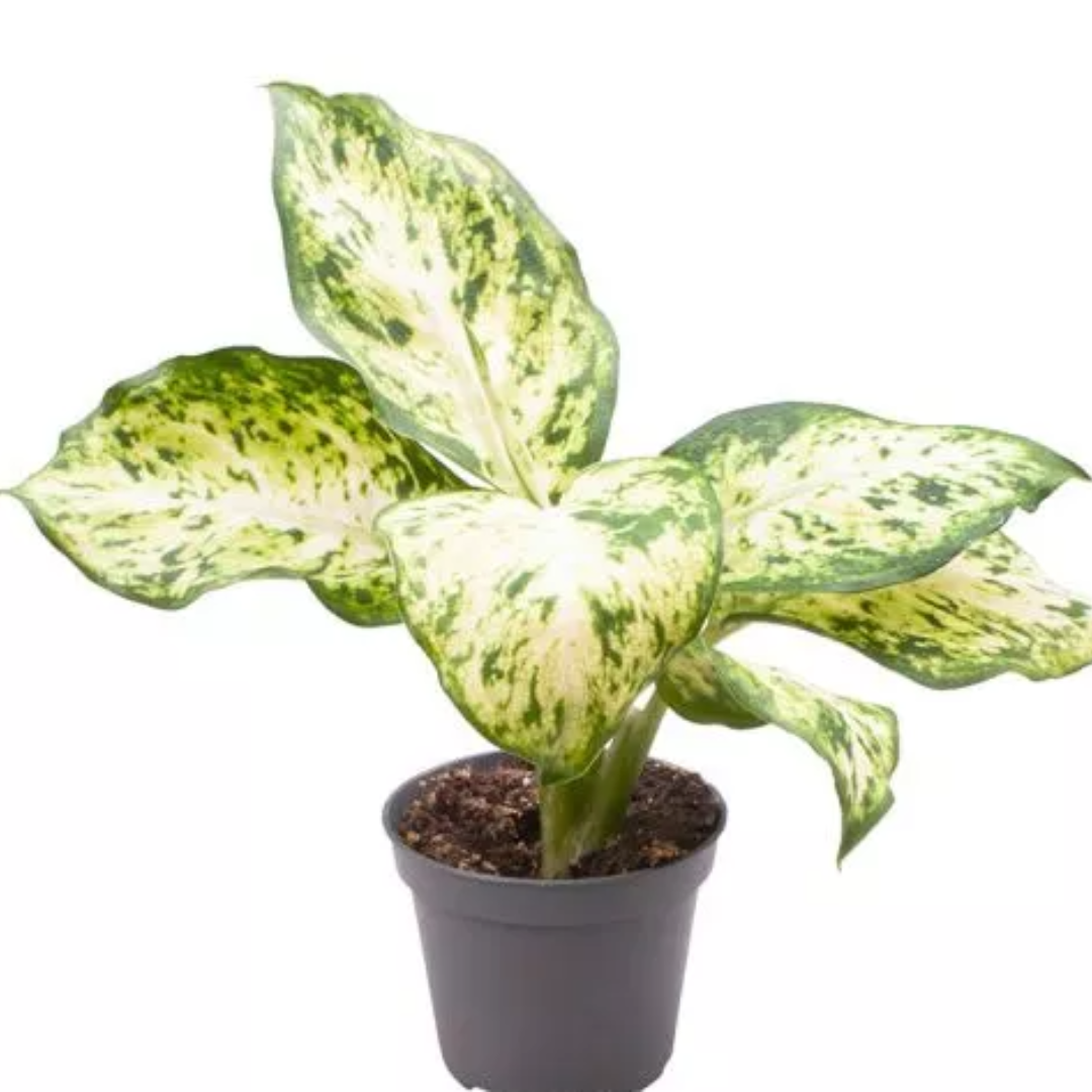 Dieffenbachia Maculata