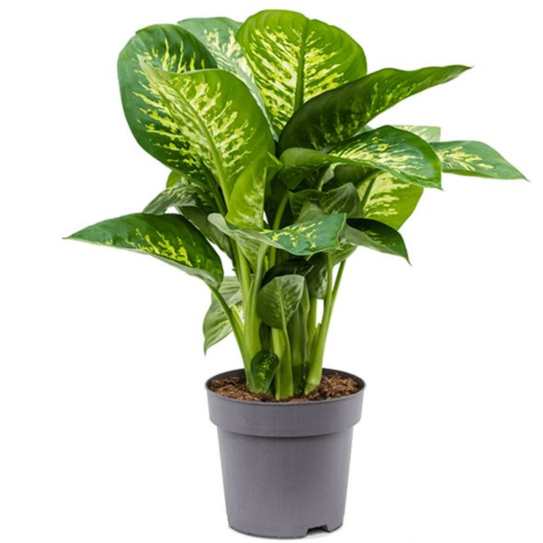 Dieffenbachia Seguine