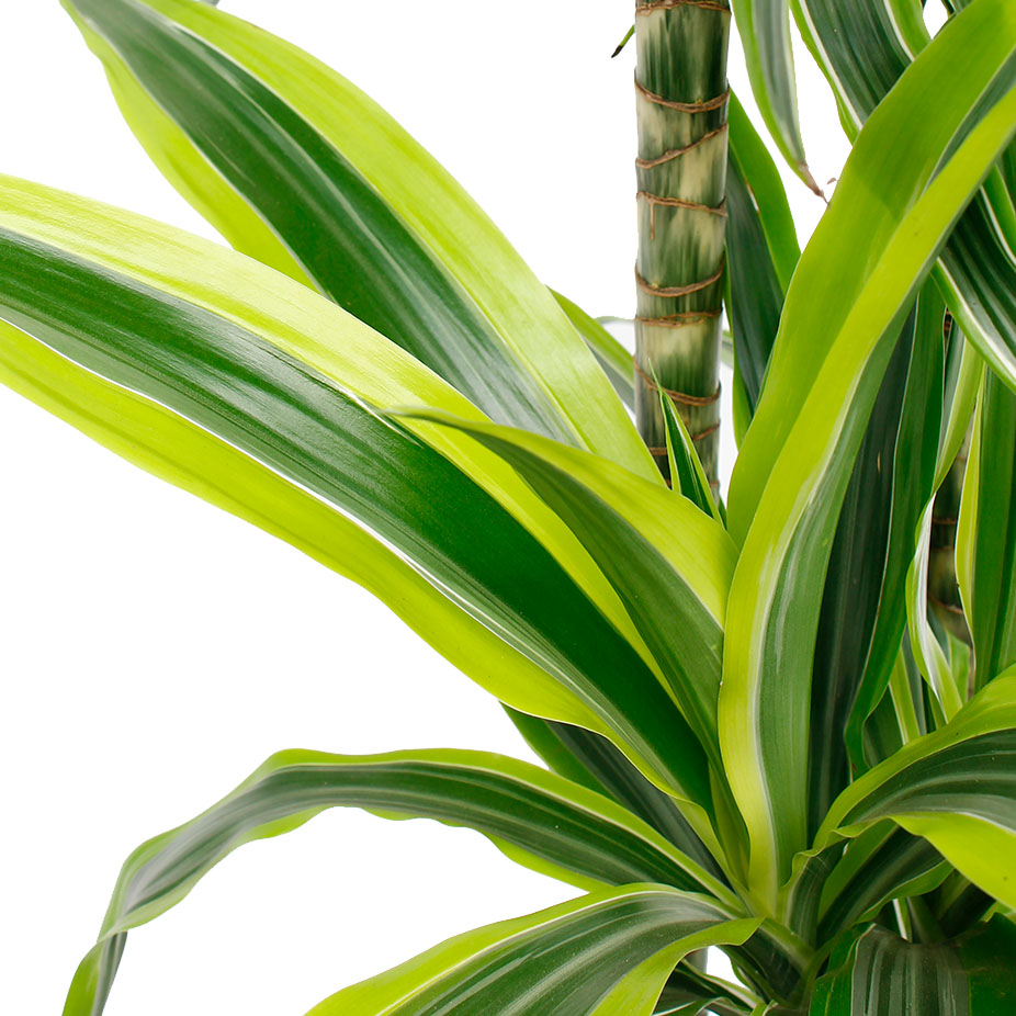 Dracaena Lemon Lime