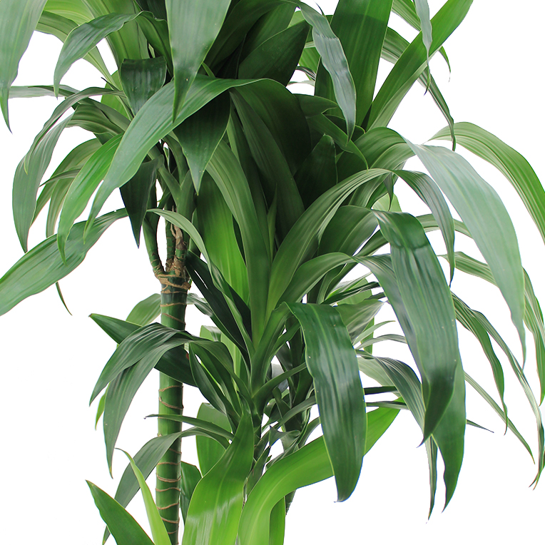 Dracaena Janet voor in de schaduw kopen Dracaena Janet voor in de schaduw kopen