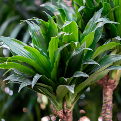 Dracaena Compacta