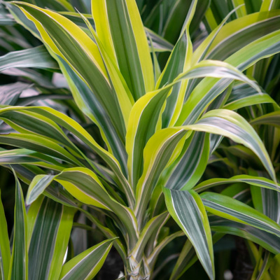 Dracaena Lemon lime kopen