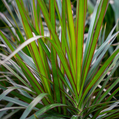 Dracaena Marginata kopen