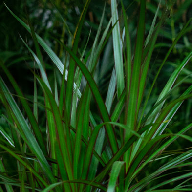 Luchtzuiverende Dracaena kopen