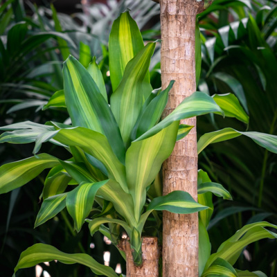 Dracaena Massangeana kopen