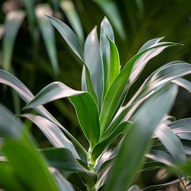 Dracaena Janet voor in de schaduw kopen