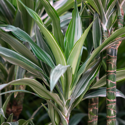 Dracaena Warneckei