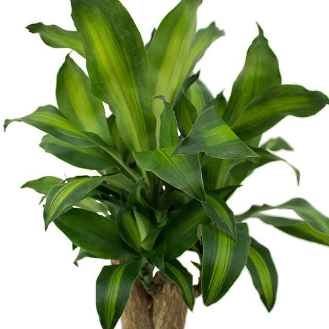 Dracaena Massangeana kopen