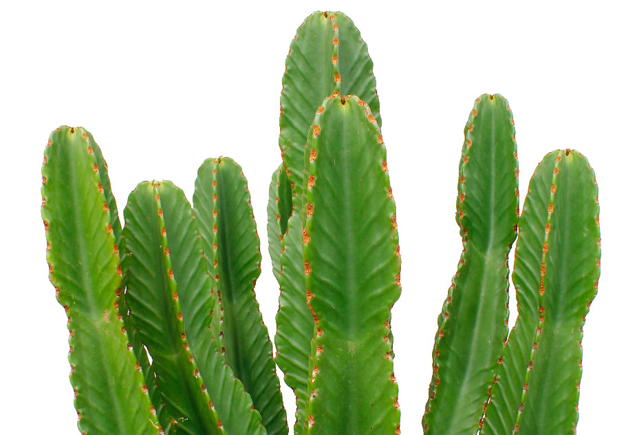 Cowboycactus (Euphorbia) Cowboycactus (Euphorbia)