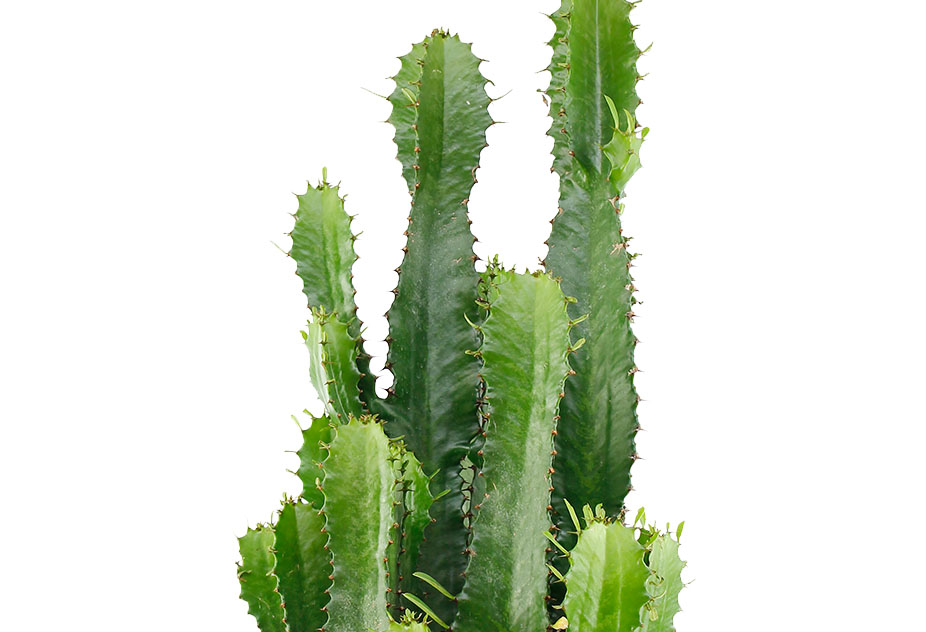 Euphorbia Erytrea Euphorbia Erytrea