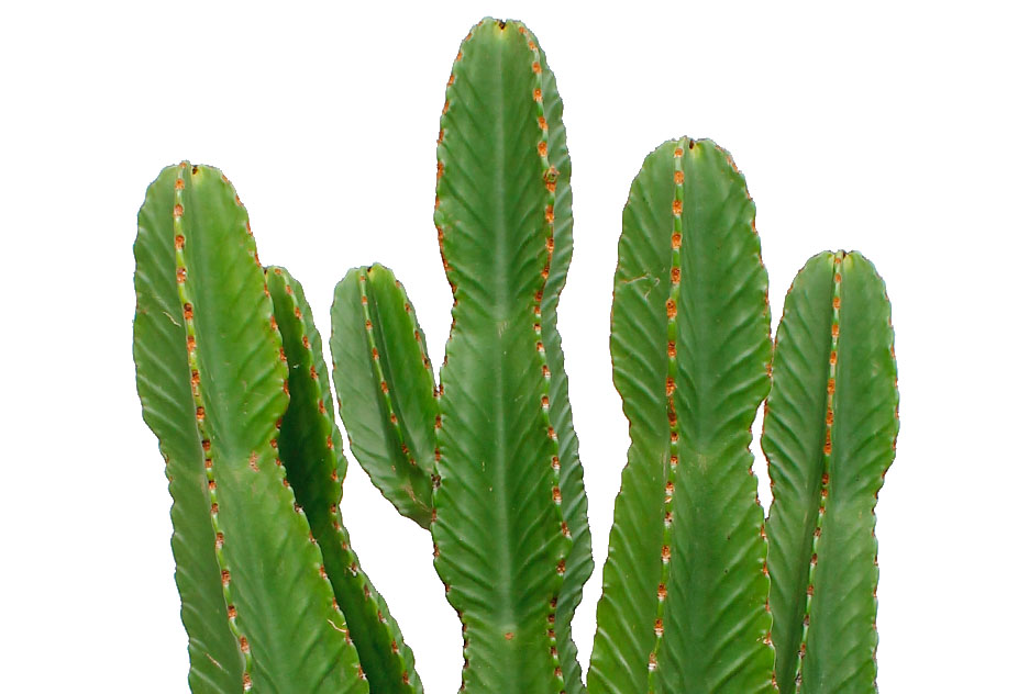 Euphorbia Ingens Euphorbia Ingens