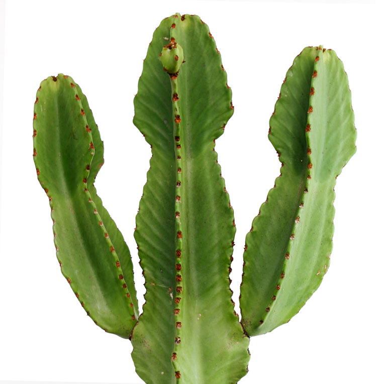 Euphorbia succulent kopen