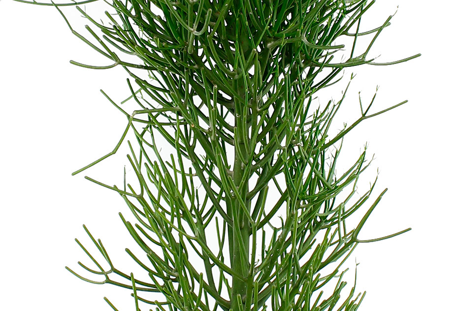 Euphorbia Tirucalli Euphorbia Tirucalli