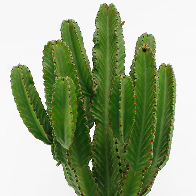 Euphorbia kopen 