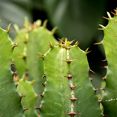 Euphorbia succulent kopen