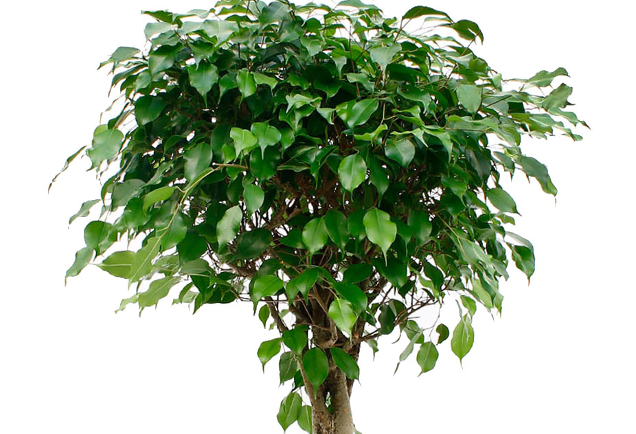 Ficus Benjamina Ficus Benjamina