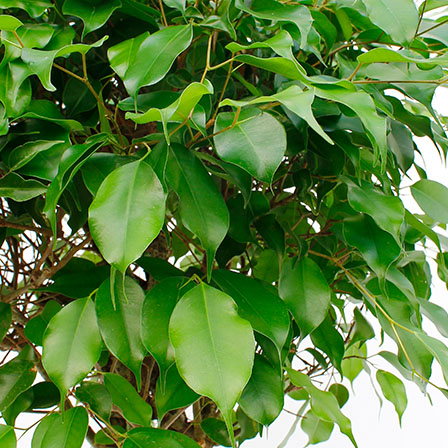 Ficus Benjamina Ficus Benjamina