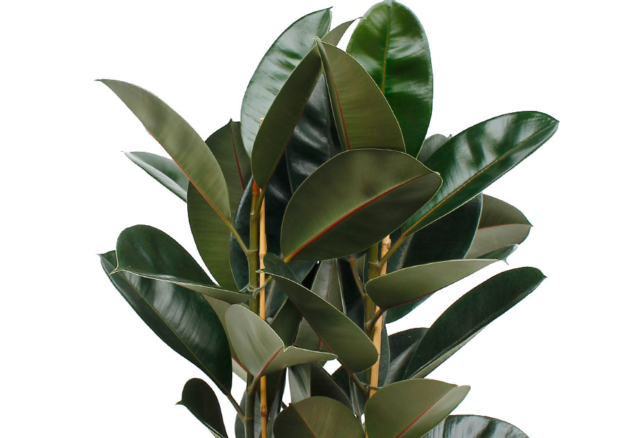 Ficus Elastica Abidjan Ficus Elastica Abidjan