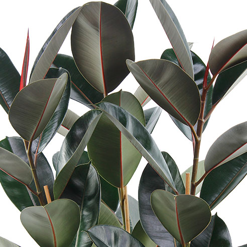 Ficus Elastica Abidjan