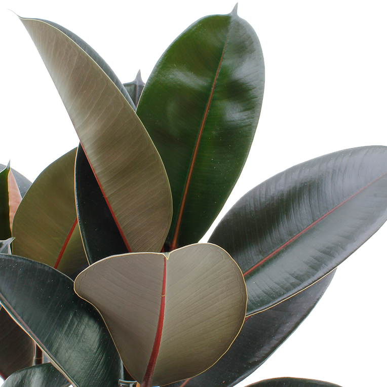 Ficus hydrocultuur kopen