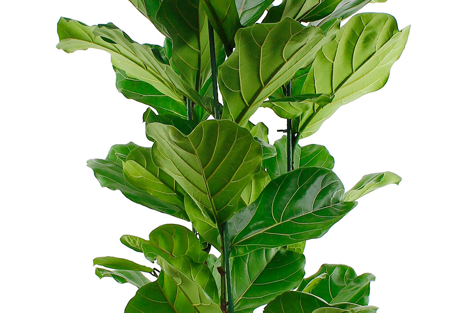 Ficus Lyrata Ficus Lyrata