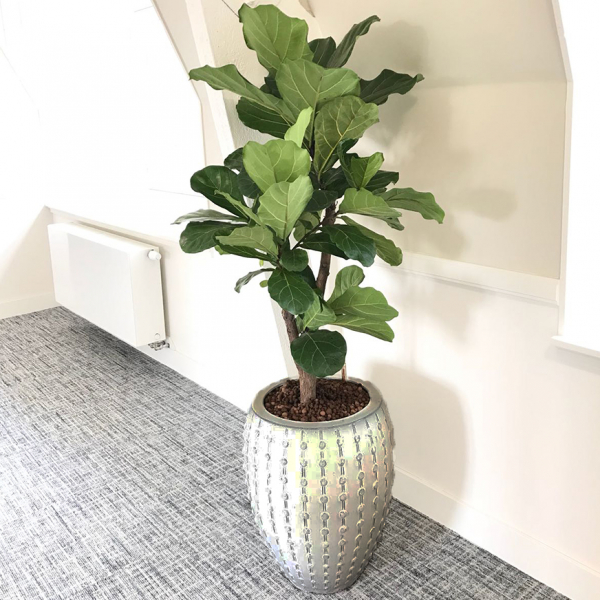 Ficus Lyrata half schaduw plant