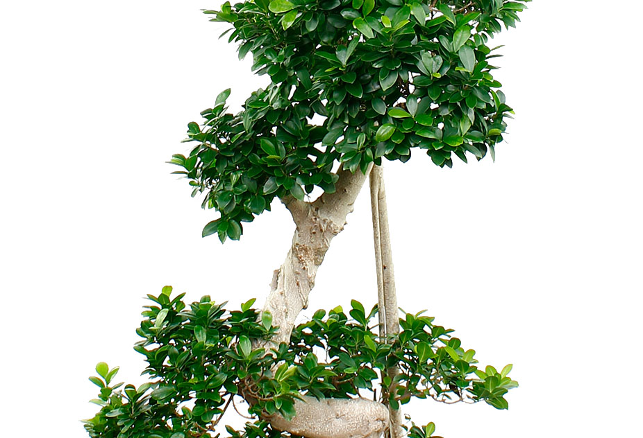 Ficus Microcarpa Ficus Microcarpa