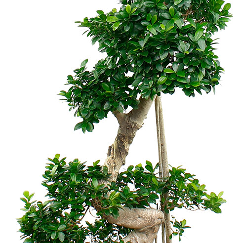 Ficus Microcarpa