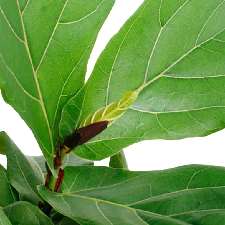 Ficus voor een zonnige plek kopen