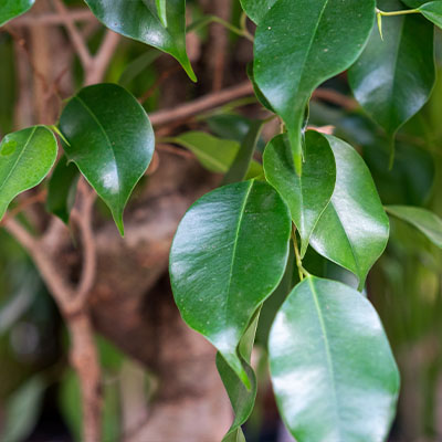 Ficus Benjamina