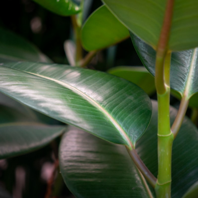 Ficus Elastica 