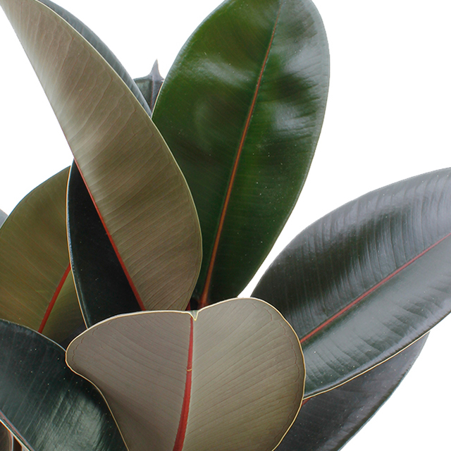 Ficus elastica