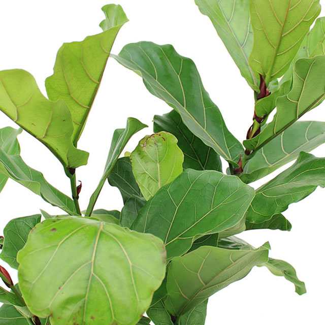 Ficus lyrata kopen