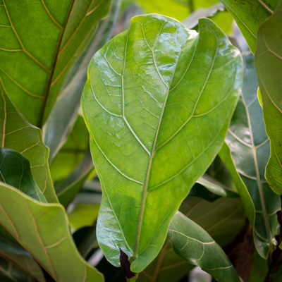 Ficus lyrata kopen