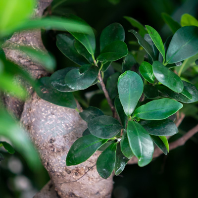 Ficus Microcarpa