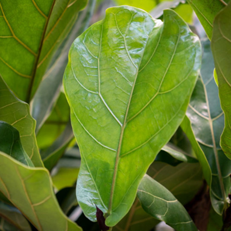 Ficus voor een zonnige plek kopen