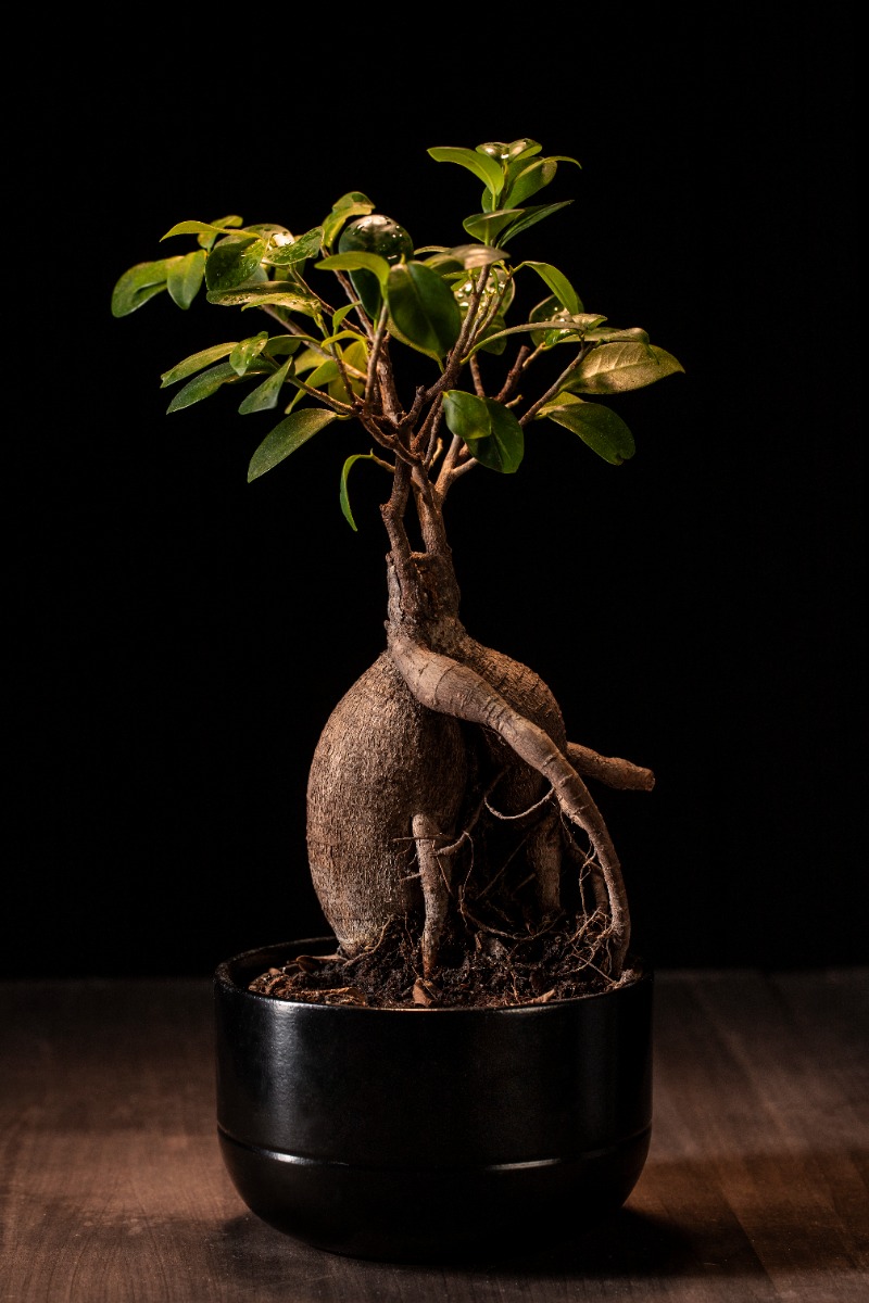 Bonsai ficus microcarpa kopen